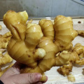 Wholesale 10kg PVC Box Bulk Fresh Ginger 250g